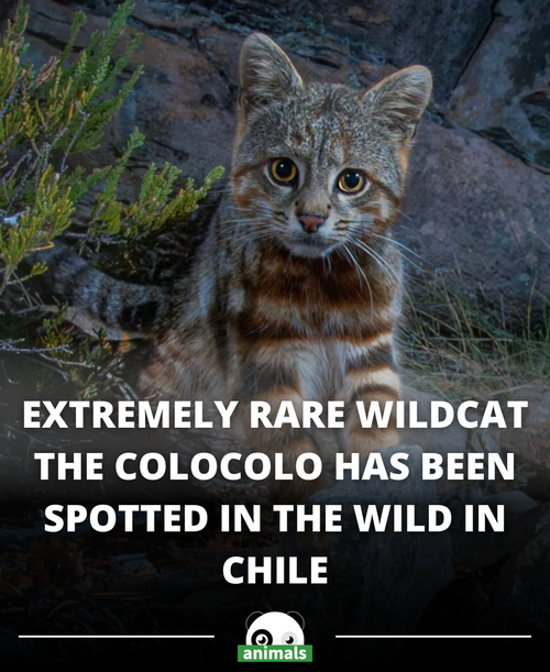 528. Rare wildcat known as the colocolo has been spotted in the wild in Chile, and the sighting has .png
