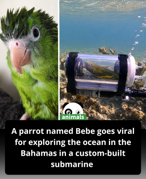 529. Bebe the parrot is going viral after exploring the waters of the Bahamas in a custom built, bir.png