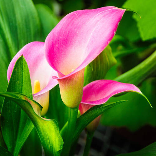 Portrait of a grouping of three pink Calla Lilys.jpg
