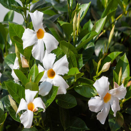 Mandevilla in Menaggio on Lake Como, Italy.jpg