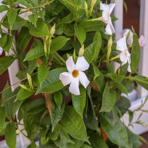 A closeup shot of white Brazilian jasmine (mandevilla sanderi) in the garden.jpg