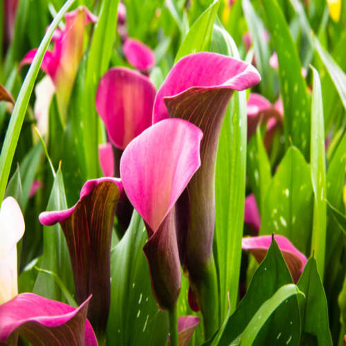 Pink fresh calla lilly flowers on nature background.jpg