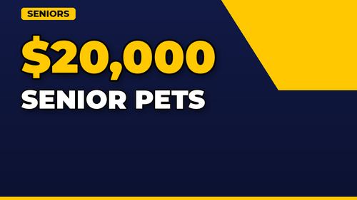 thumb pet insurance for senior pets landscape.png