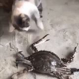 1776825591194370.gif
