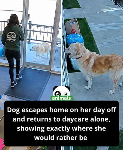 506. Dog Escapes Home on Her Day Off Just to Go Back to Daycare Without Her Owner.png