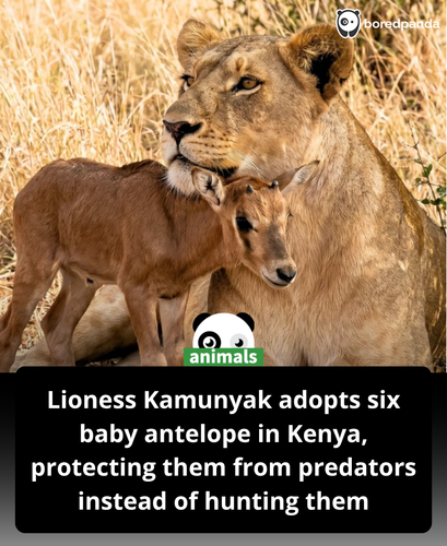 522. The instinct to nurture does not always recognize boundaries..png