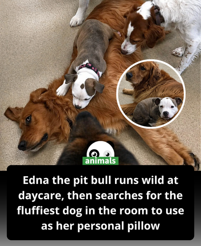524. A pit bull named Edna has an adorable routine at daycare..png