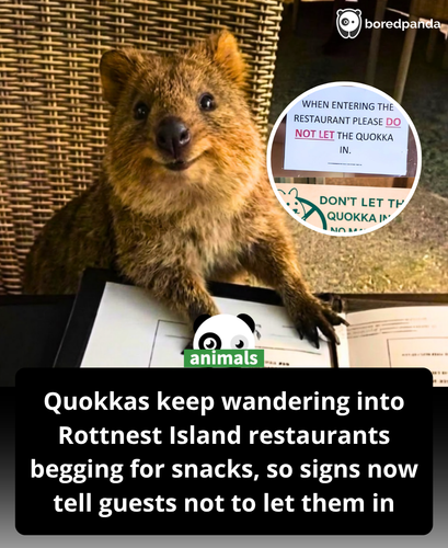 519. On Rottnest Island, even restaurants have to remind guests don’t let the quokkas in.png