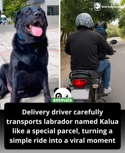 521. A wholesome video is winning hearts online as a Rapido rider was seen delivering a pet dog like.png