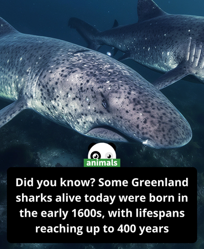 504. This Greenland shark has been swimming since 1627 — making it the oldest known living vertebrat.png