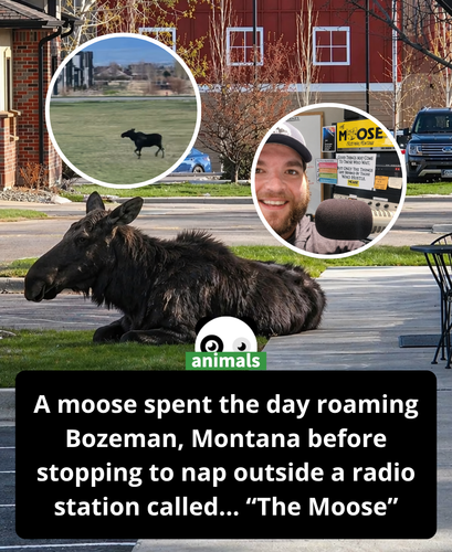 523. Moose naps outside Montana radio station ‘The Moose’.png