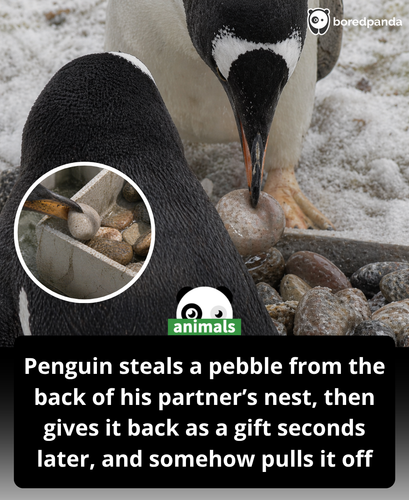 520. In this amusing moment from the penguin world, a Gentoo penguin confidently presents a “special.png