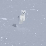 1000044107.gif