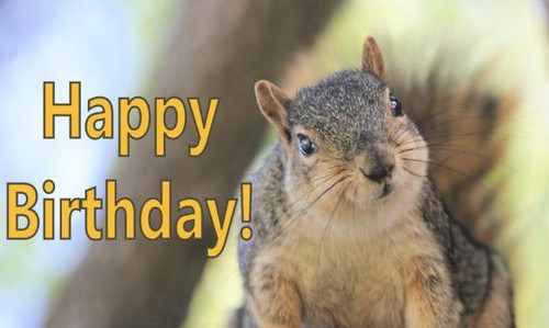 mr squirrel wishing a happy birthday rectangular sticker r257fa277414f4a769cf159551cd55841 0ugdw 8by