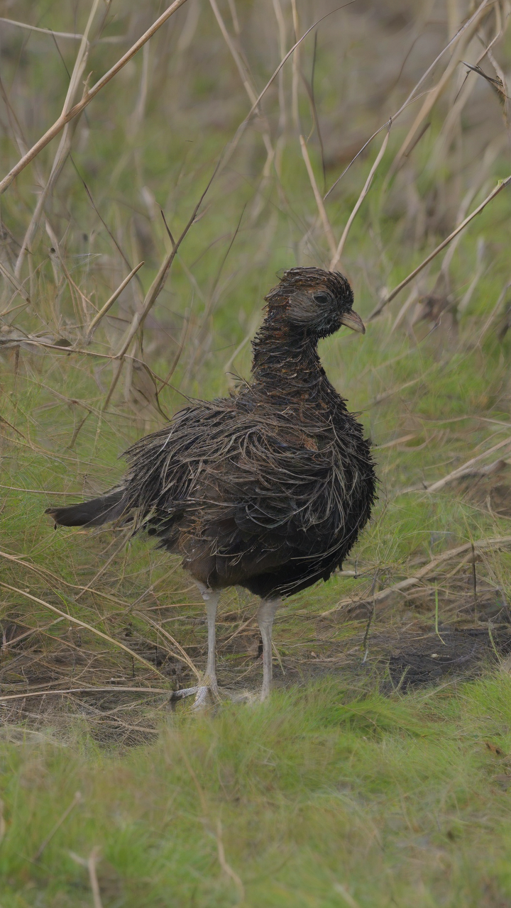 Sighting of scrubfowl offers hope for Homonhon Island after grass fires