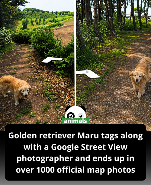 526. E𝘃𝗲𝗿𝘆 𝗽𝗮𝘁𝗵 𝗮𝗻𝗱 𝘀𝗵𝗼𝗿𝗲𝗹𝗶𝗻𝗲. Before long, a golden retriever appears at his side, tail wagging con.png