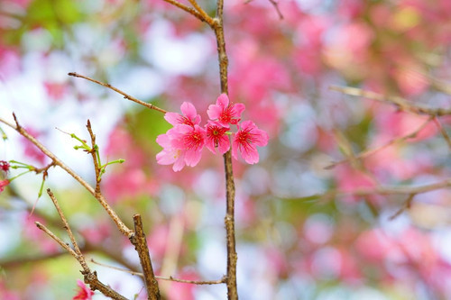 Thiết kế hiện đại của ống kính Sony FE 100mm F2.8 Macro GM