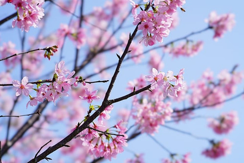 Ảnh macro một con bọ cánh cứng với chi tiết sắc nét và bokeh mượt mà