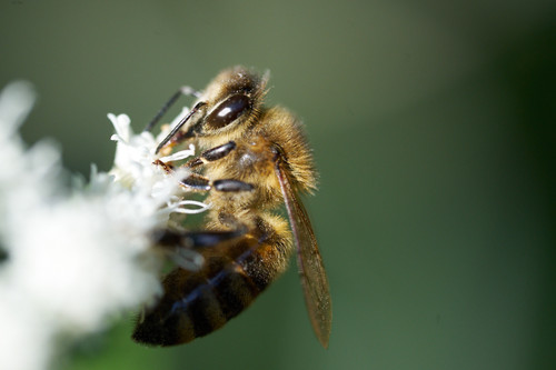 Sony FE 100mm F2.8 GM Macro: Khi Lens Macro Đạt Đỉnh G Master?