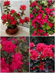 no perennial yes shreya azalea r.jpg