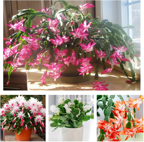 71S1Rc eW2L. AC UF1000,1000 QL80 .jpg