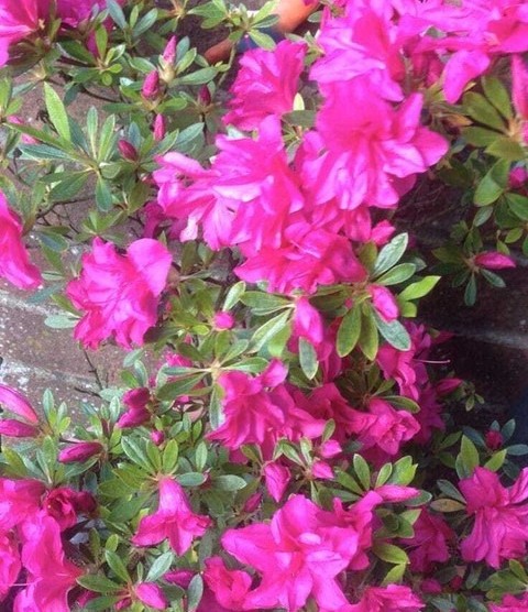 no perennial yes azalea flower p.jpg