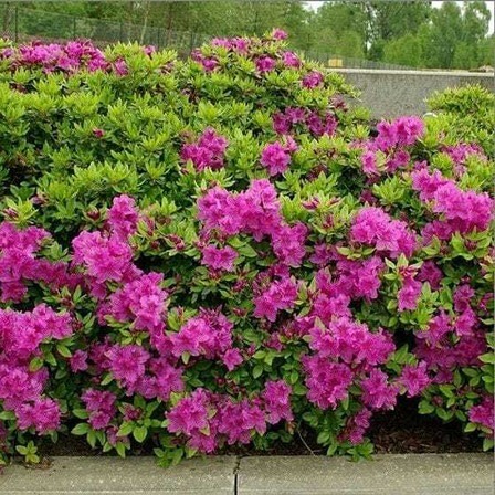 no perennial yes azalea flower p (1).jpg
