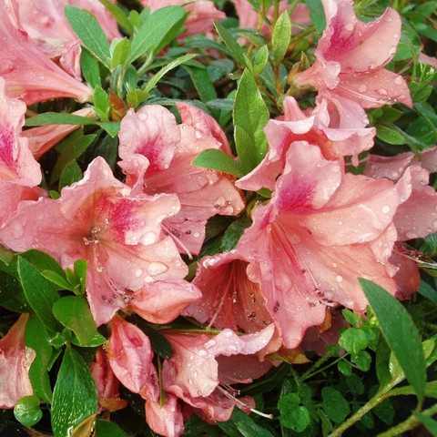 no perennial yes mix azalea doub (1).jpg