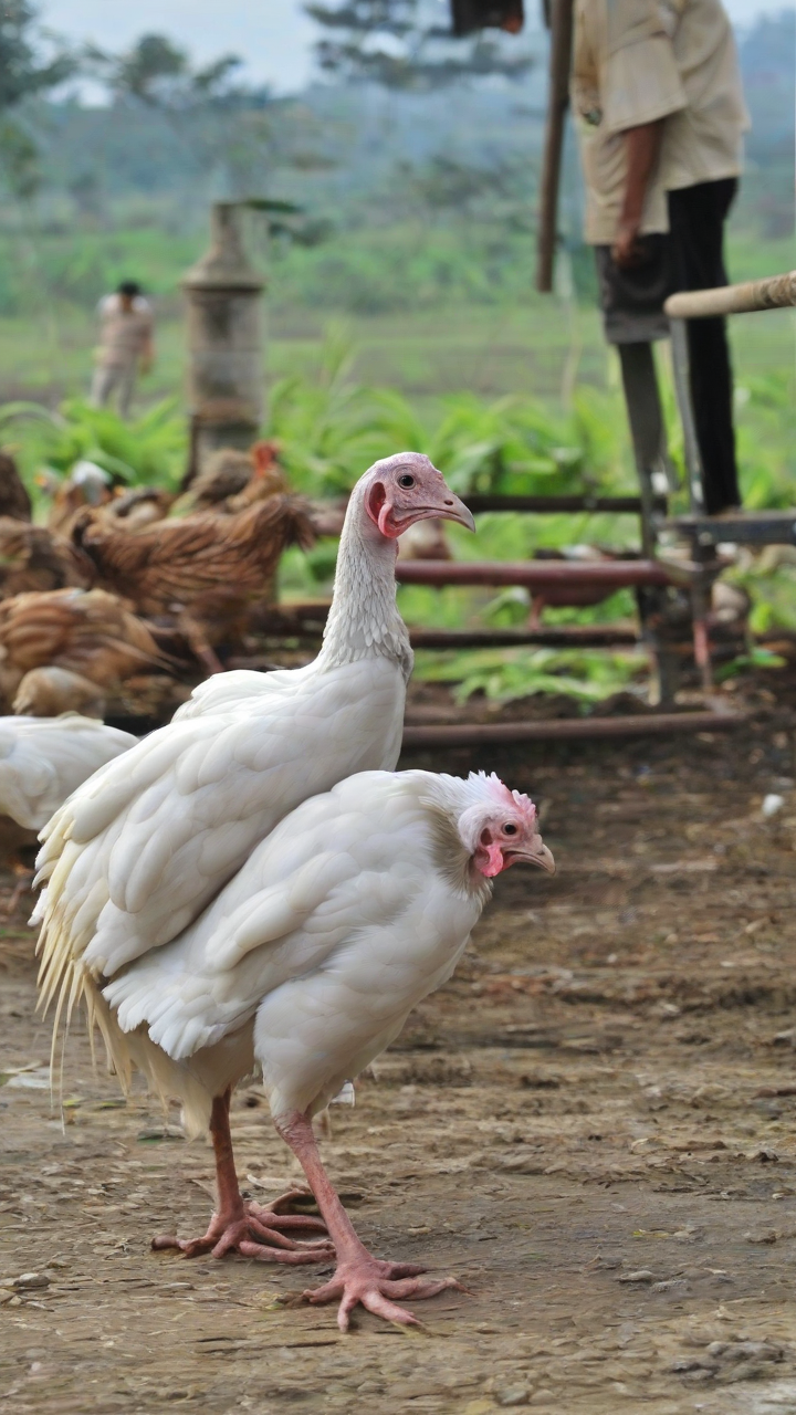 Davao del Sur now bird flu-free