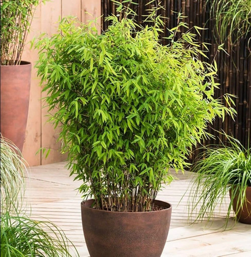 d20ee1f8 51f1 42ad ad98 a426196c2a2e.jpg