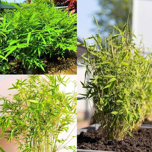 cf782428 af27 4bf6 a853 981ef19652e7.jpg