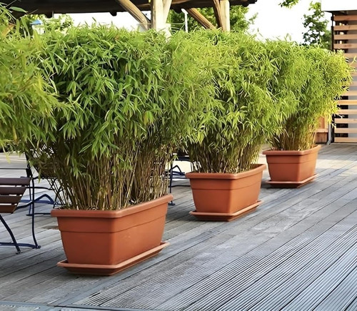 71xofdrPXhL. SL1035 .jpg