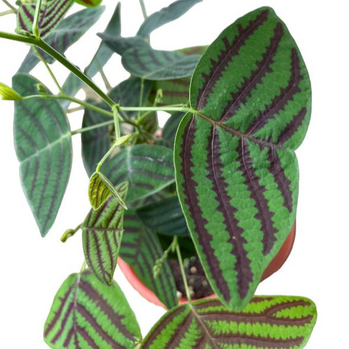 cUEZRlCuPQVzYvapVWXDYsEyix8NtuK1kEugZKVrvVUrwCZg9ycP QZqR7KDJuhZRrYMqGhsHv7MwacjD3Nr5sQoGBlUH Ug KAx.jpg