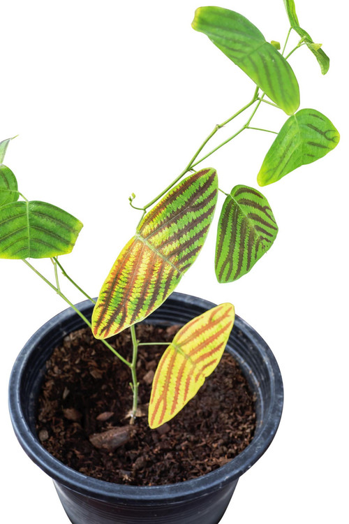 5pblaY3tIYSze9GRcl4yLBe5CXHzSscIKyeJxvaZcn03gOCLbXLLtR KEam96a x9mS Mkn6LFbOmYQWifZvuQnK4YLFp790 q11.jpg