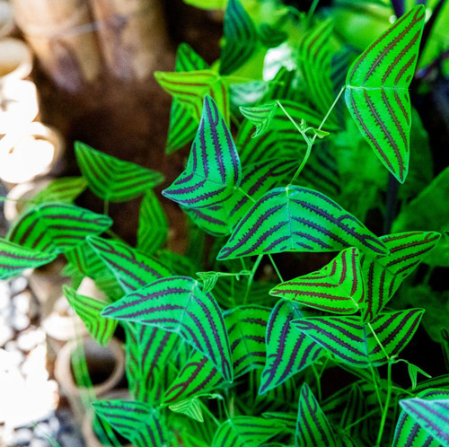 HIBUquwV8M4X9xT hnDM1EPyb 0bXo9iPkMbKNpS8vatIBwRtD5yLQtkwWrozpIH3l8hH3rdDklaU G5TemoEQj4MFWHm6FeFPR9.jpg