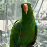 04031 ezgif.com video to gif converter