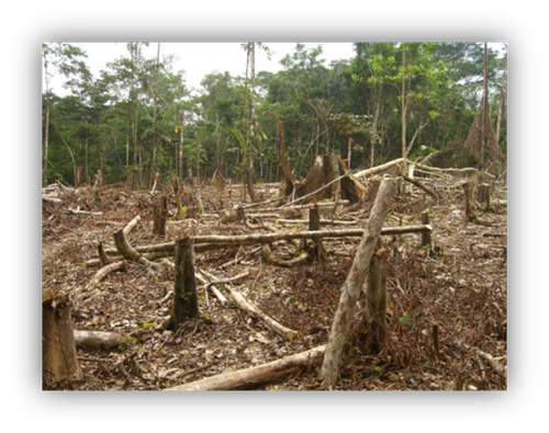 HUTAN.png