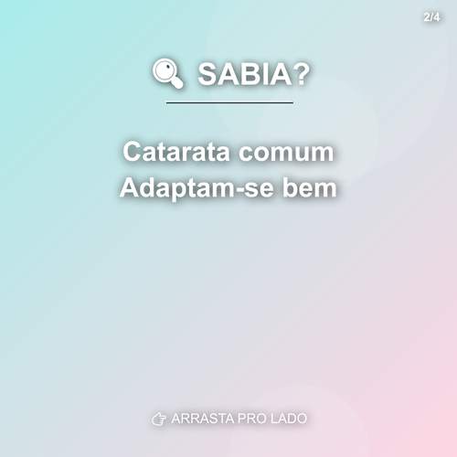 carousel 1775584802539 slide2.png