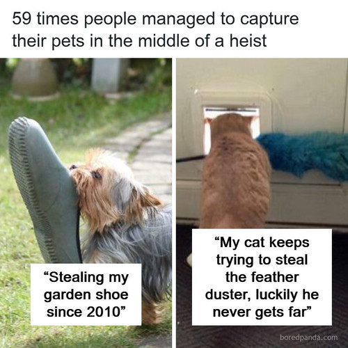 pets animals funny.1