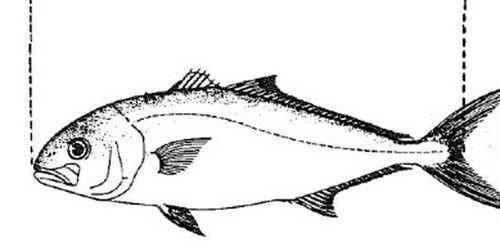 359c6ec8b464.jpg