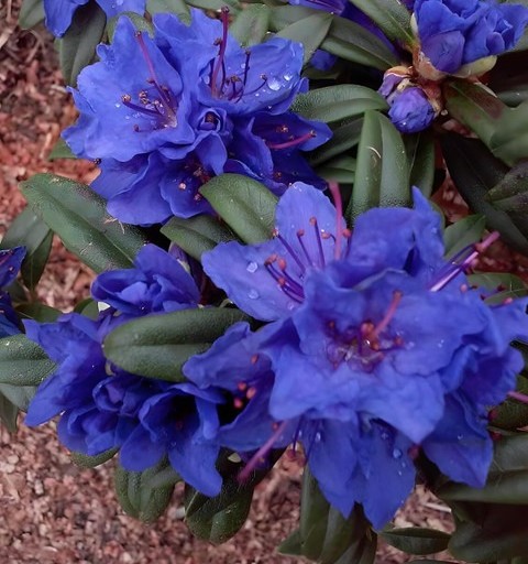 no perennial yes blue azalea dou.jpg