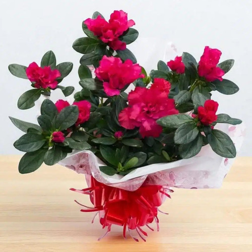 fe9548b5 999b 424f 8410 0142166a.jpg