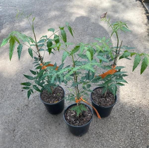 pBPdy6blxyW4oBk7HD0H u8J lX3WWCP1 RLW 4uOnk0l7ixpqaOY7uCOfvhBVV2JsksUdHScXW0Z2189YyPSH0QJNMXWrXQGsGr.jpg