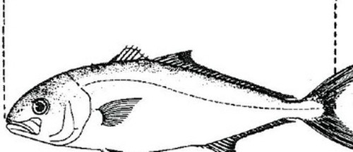 fcc5e9d4743e.jpg