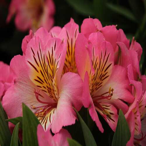 Alstroemeria p 2.jpg