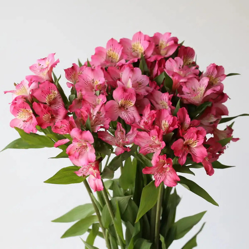Alstroemeria p 1.jpg