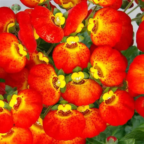 Calceolaria r y 2.jpg