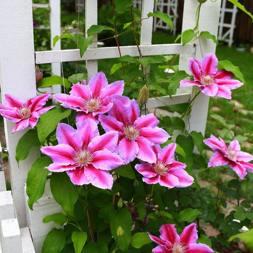 Clematis pink 3.jpg