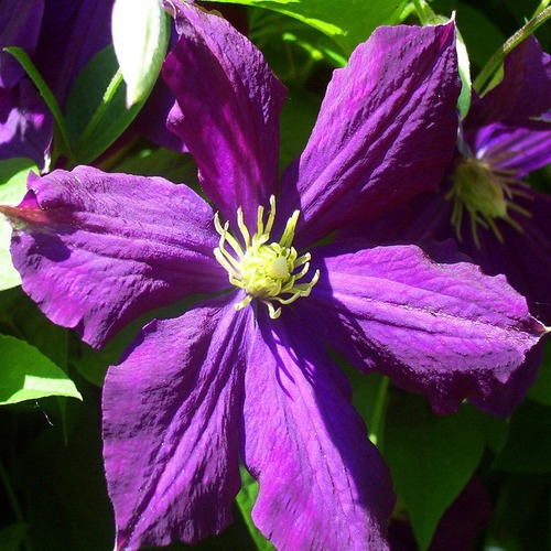clematis violet2.jpg