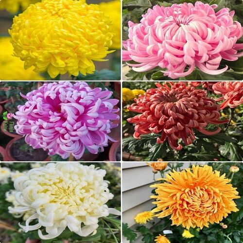 Chrysanthemum mix 2.jpg